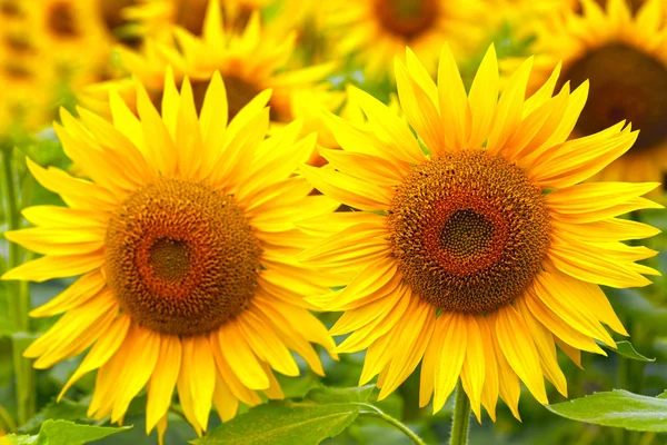 Girasoles — Foto de Stock