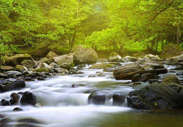 Ormandaki Dağ Nehri — Stok fotoğraf