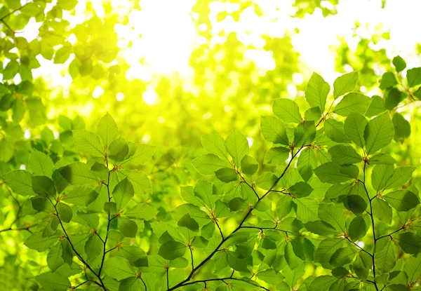 Folhas verdes fundo — Fotografia de Stock