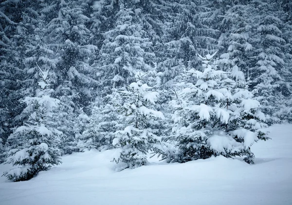 Karla kaplı köknar ağaçları — Stok fotoğraf