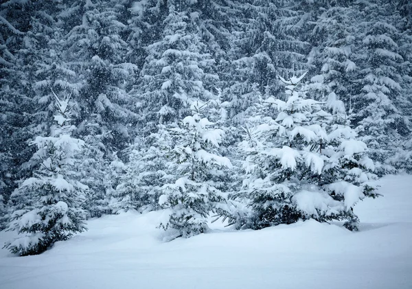 Abetos cobertos de neve — Fotografia de Stock