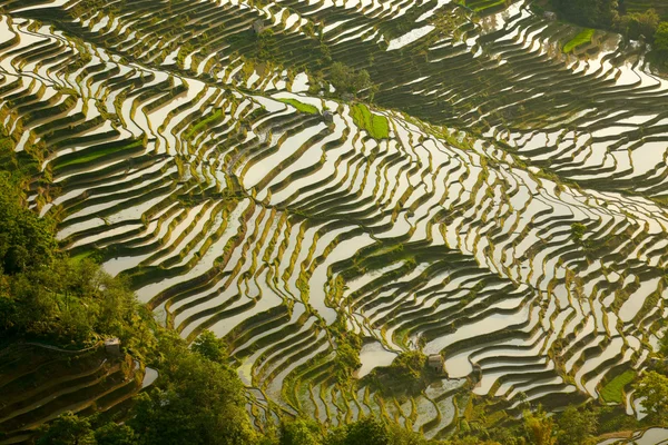 Rice terraces background — Stock Photo, Image