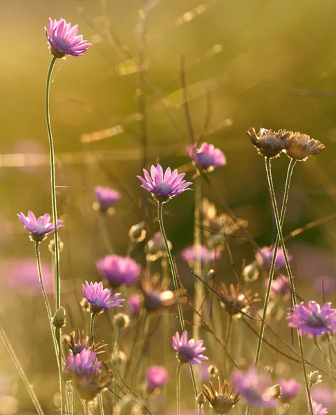 Fleurs de champ au coucher du soleil — Photo