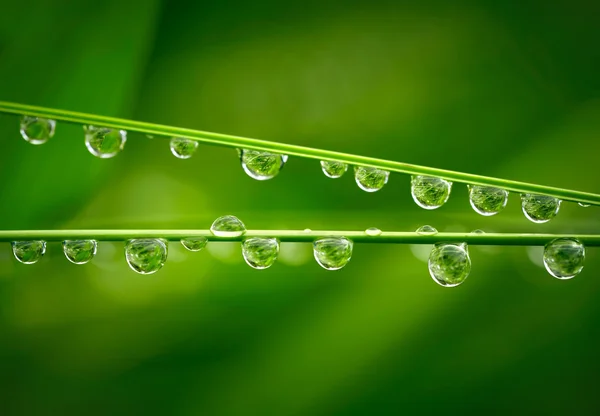 Wassertropfen auf dem grünen Gras — Stockfoto