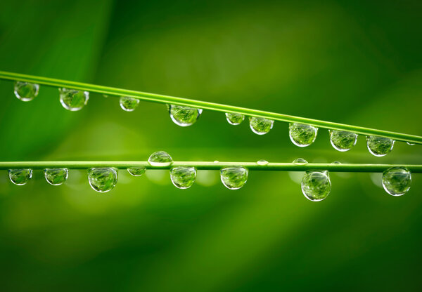 Water drops on the green grass