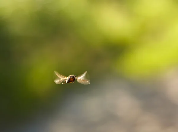 Fliegende Hummeln — Stockfoto