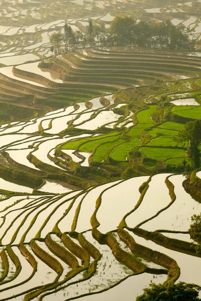 Pirinç terasları. Yunnan, Çin. — Stok fotoğraf