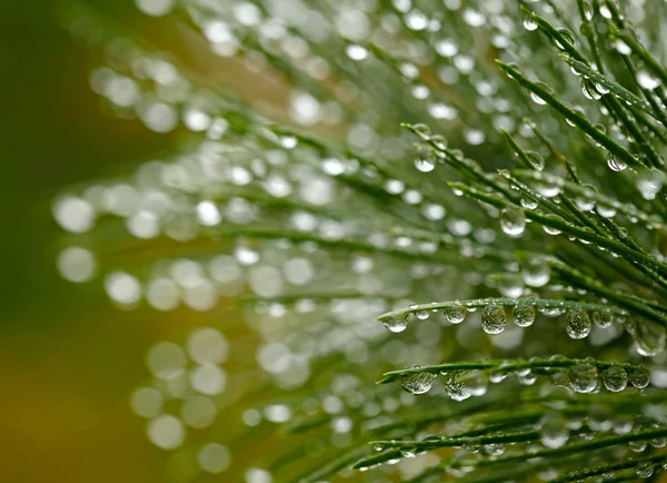 Water drops on fir tree — Stock Photo, Image