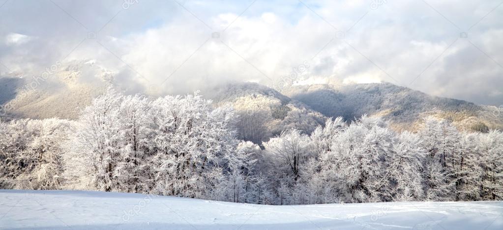 Winter trees