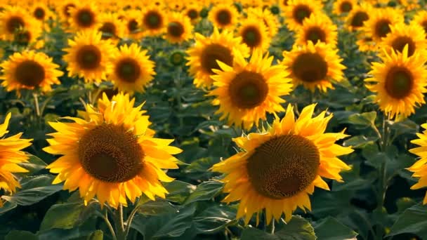 Girasoles. Disparo con control deslizante motorizado — Vídeos de Stock