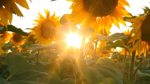 Zonnebloemen. geschoten met gemotoriseerde schuifregelaar — Stockvideo