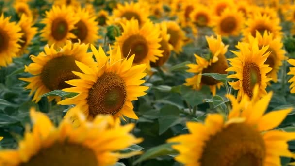 Girasoles. Disparo con control deslizante motorizado — Vídeos de Stock