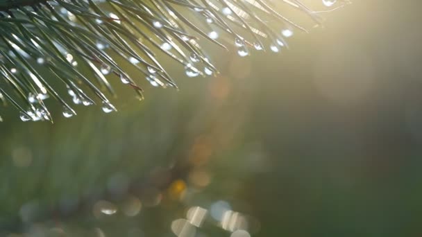 Gotas de água em abeto — Vídeo de Stock