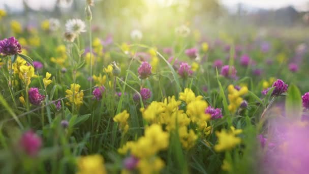 Mnohobarevné alpské květiny louka v horách v létě. Kamera se pohybuje mezi letními květinami a zelenou trávou na louce při západu slunce — Stock video