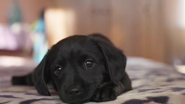 Anjing hitam yang lucu berbaring di atas tikar. Anak anjing tampak dengan mata yang baik dan ingin bermain — Stok Video