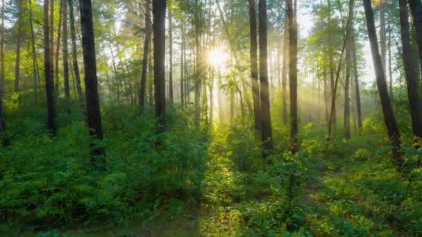 Πρωινή καλοκαιρινή ομίχλη φύση δάσος. Πλούσιο πράσινο φύλλωμα, ελαφριά ομίχλη και ηλιαχτίδες που λάμπουν μέσα από τα δέντρα. Όμορφο φως του ήλιου στο δάσος. — Αρχείο Βίντεο