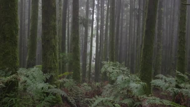 Misty δάσος στο Σάο Μιγκέλ νησί, Αζόρες, Πορτογαλία. Κάμερα κινείται μέσα από τα κλαδιά των δέντρων σε ομιχλώδες υγρό δάσος. Φύση των Αζορών — Αρχείο Βίντεο