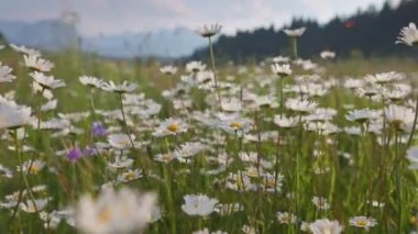 Beyaz ve sarı papatya çiçekleri olan dağlık bir çayır. Kamera tarlada hareket ediyor çiçekler rüzgarda sallanıyor. Yaz dağı arka planı