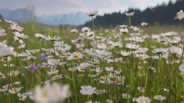 Alpská louka s bílými a žlutými květy sedmikrásek. Kamera se pohybuje polními květinami kolébajícími se ve větru. Letní horské pozadí — Stock video