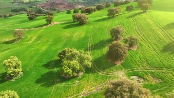 Tavasz Andalúziában. A zöld tavaszi dombok felett repülnek fákkal. A gyümölcsöskert és a termőföld légi rálátása — Stock videók
