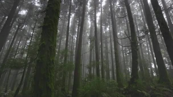 Misteriosa foresta nebbiosa sull'isola di Sao Miguel, Azzorre, Portogallo. Camera si muove attraverso gli alberi nella nebbiosa foresta bagnata. Natura delle Azzorre — Video Stock