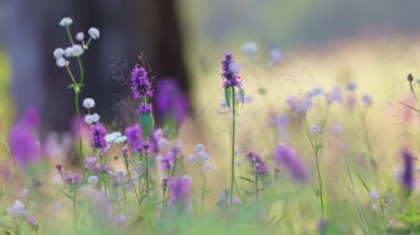 Çayırdaki kır çiçekleri bitki örtüsü arka planda güzel bir bokeh. Narin mor ve beyaz çiçekler rüzgarda sallanıyor