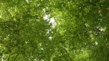 Bahar yeşili ağaçların dipten görünüşü. Parkta ya da ormanda başın dik yürü. Bahar ağaçlarının yemyeşil yaprakları