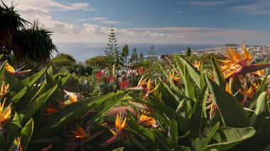 Madeira Botanik Bahçesi 'nden Funchal' ın güneşli manzarası. Madeira ve Funchal Adası 'ndaki çeşitli bitki ve çiçeklerin muhteşem güneşli manzarası