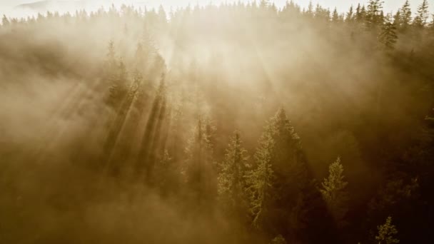 Сонячні промені прориваються крізь соснові дерева. Сонячний туманний ранок у лісі та горах. Чарівний лісовий пейзаж — стокове відео