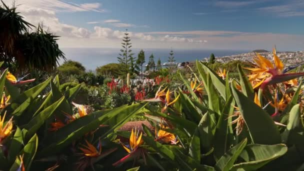 Sunny view of Funchal from Madeira Botanical Garden. Gorgeous sunny view of diverse vegetation and flowers in island Madeira and Funchal city — Vídeos de Stock