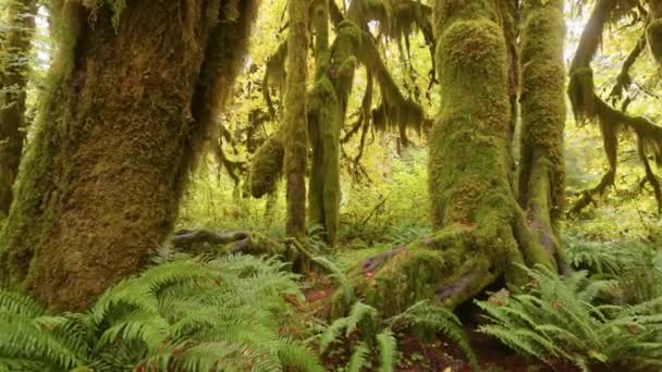 Regenwoud in Olympic National Park, Washington, Verenigde Staten. Camera beweegt langs pad tussen bomen begroeid met mos en struiken. 4K gimbal schot — Stockvideo
