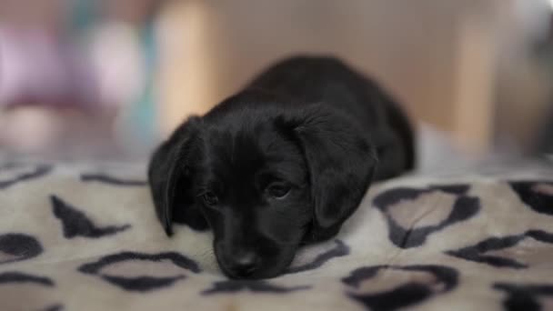 Anjing hitam yang lucu berbaring di atas tikar. Anak anjing tampak dengan mata yang baik dan ingin bermain — Stok Video