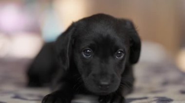 Sevimli, yumuşak, siyah köpek yavrusu mindere uzanıyor. Yavru köpek güzel gözlerle bakıyor ve oynamak istiyor.