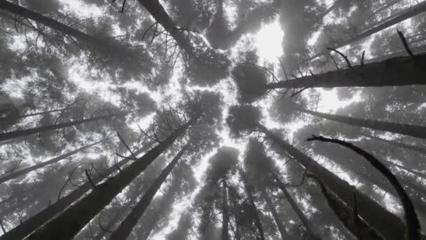 Vista dal basso dei tronchi d'albero nella foresta nebbiosa, Isola di Sao Miguel, Azzorre. Passeggiata attraverso la misteriosa foresta nebbiosa — Video Stock