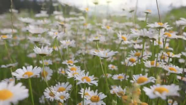 Papatyaları olan muhteşem bir yaz tarlası. Beyaz ve sarı günler rüzgarda sallanıyor, kamera bahar çiçekleri arasında hareket ediyor. Yavaş çekim, 4K — Stok video