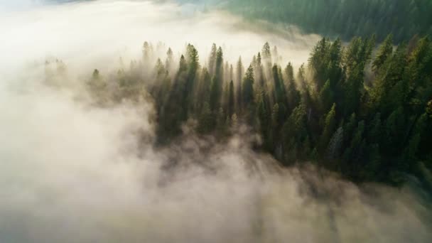 Promienie słoneczne przebijają się przez drzewa w jasnej mgle. Wspaniały poranek w lesie. Zdjęcie lotnicze pięknego, słonecznego mglistego lasu — Wideo stockowe