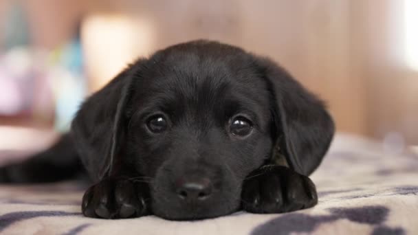 Smutné osamělé černé štěně upřeně hledící do kamery. Štěně si olizuje tlapky a chce se seznámit — Stock video