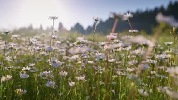 Camera beweegt over weilanden bezaaid met madeliefjes. Alpenveld bloemen zwaaiend in de wind. Zomer wilde bloemen. — Stockvideo