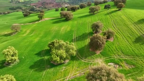 Légi felvétel a gyümölcsösről és a termőföldekről. A zöld tavaszi dombok felett repülnek fákkal. Tavasz Andalúziában — Stock videók