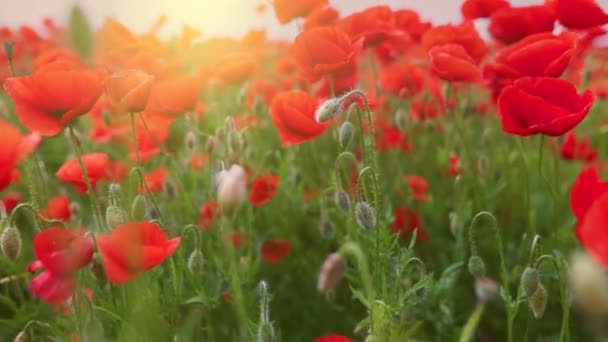 Bright red poppies sway in the wind in the rays of setting sun. Camera moves through field of poppies, gimbal shot. — Vídeos de Stock