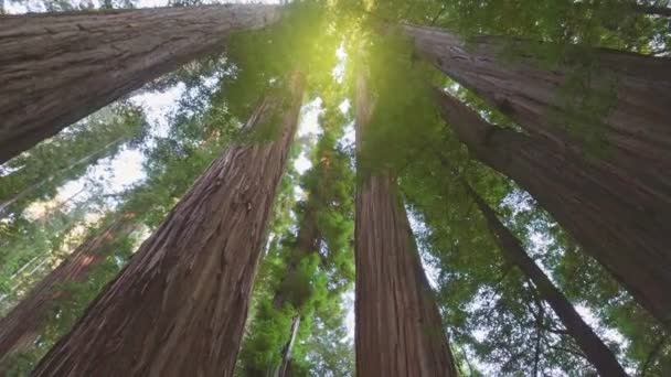 Redwood Ulusal Parkı, Birleşik Devletler. Ormanda dev sekoya gövdeleri arasında hareket eden bir kamera. Gündüz güneşi tepeden parlıyor. Gimbal shot, 4K. — Stok video
