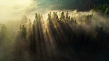 Morning sun breaks through the trees in misty forest. Aerial shot of sun rays in fir tree forest.
