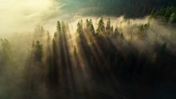 Утреннее солнце прорывается сквозь деревья в туманном лесу. Воздушный выстрел солнечных лучей в еловом лесу. — стоковое видео
