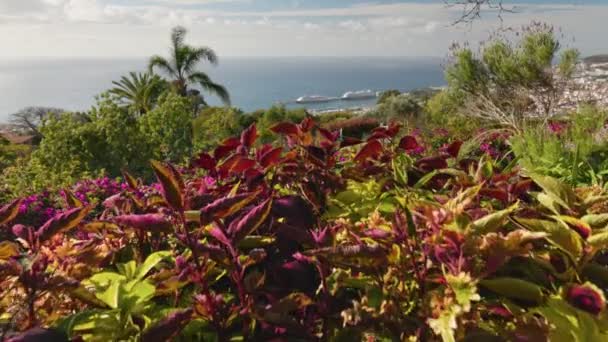 Flora rica em jardim botânico da ilha da Madeira. Vista ensolarada do Funchal a partir do Jardim Botânico da Madeira. Gimbal shot, 4K. — Vídeo de Stock