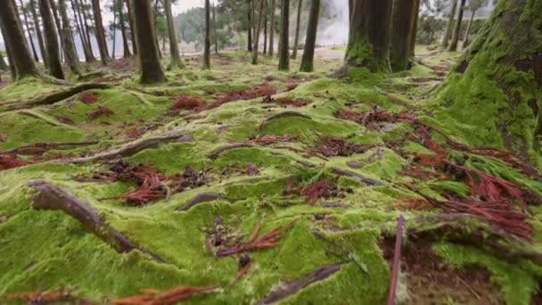 Green moss on the ground and tree trunks on Sao Miguel Island, Portuguese archipelago of the Azores. Walking among the trees in the magic forest. Gimbal shot, 4K. — Video
