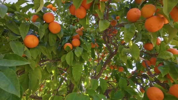 Orange tree with ripe fruits. Camera moves between leaves and oranges, sun breaks through the branches of tree. Gimbal shot, 4K. — стоковое видео