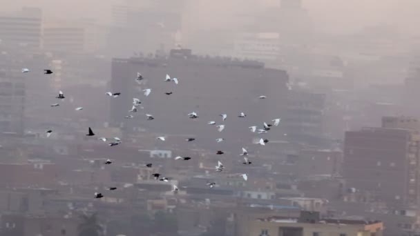 Pájaros en la ciudad. Disparo en cámara lenta de palomas pájaros vuela contra el fondo de la mezquita Madrasa del sultán Hassan, El Cairo, Egipto — Vídeos de Stock