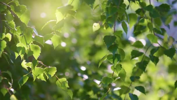 바람에 나뭇잎이 흔들리고 여름의 배경을 이룬다 슬로우 — 비디오