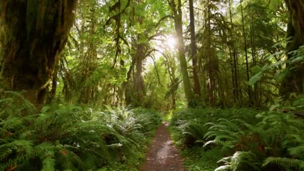 Esőerdő Olimpiai Nemzeti Parkban Washington Egyesült Államok Kamera Mohával Bokrokkal — Stock videók