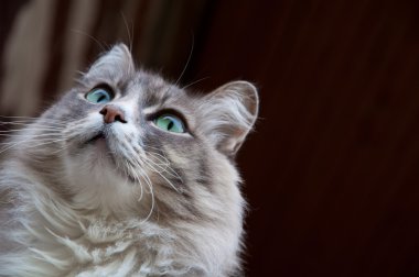Gri kedi bakışları